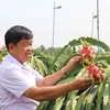 Long An s'efforce d'avoir 3.000 ha de fermes de fruits du dragon répondant aux normes VietGap