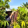 Le Vietnam devient le plus grand fournisseur de café du Japon