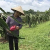 Toutes les communes de Vinh Phuc répondent aux normes de la Nouvelle ruralité