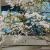 La beauté gracieuse de Hanoï à la floraison des fleurs de «sua» (Dalbergia tonkinensis)