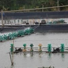 Construire une zone d'aquaculture pour l'exportation en aval de la rivière Tien