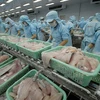 Les exportations de pangasius vers la Russie augmentent à nouveau fortement 