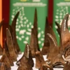 Le Vietnam remet à l'Afrique du Sud des échantillons de cornes de rhinocéros saisies 