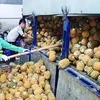 Thanh Hoa incite les entreprises à investir dans la transformation des fruits et légumes