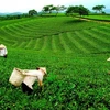 Pour renforcer les exportations de thé de Thai Nguyen