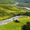 La beauté de la "saison dorée" dans la zone frontalière de Si Lo Lau à Lai Chau