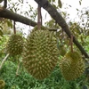 Création des zones de culture pour l'exportation de durian vers la Chine
