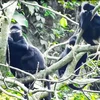 Protection des langurs à cou blanc dans la province de Quang Binh