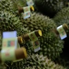  La province de Lâm Dông exporte son premier lot de durians vers la Chine