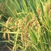 Le Vietnam promeut sa coopération avec l'Institut international de recherche sur le riz