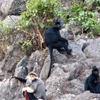 Des primates rares découverts dans la réserve naturelle de Quang Binh