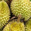 Le Japon augmente ses achats de durian et de longane vietnamiens