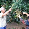 La province de Hung Yen propose des visites dans des vergers de longaniers