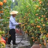 Tu Liên, le village traditionnel des kumquats de Hanoï, se prépare pour le Nouvel An lunaire