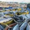 Les Philippines augmentent leurs achats de thon vietnamien