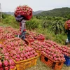 Vietnam-Chine: le commerce bilatéral établit un record