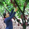 Ba Ria – Vung Tau: développer la culture bio du cacaoyer