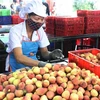Le litchi de Hai Duong est exporté pour la première fois en Thaïlande