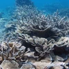 Promotion de la préservation de la biodiversité et des écosystèmes marins