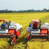 De belles perspectives pour les exportations nationales de riz en 2024