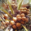 Pour un développement durable de la filière vietnamienne de la noix de coco