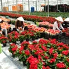 Coronavirus: exportations de fleurs de Da Lat en forte croissance