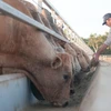 Le premier lot de vaches importées d’Australie de Hoa Phat est en route pour le Vietnam
