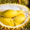 Promouvoir le durian vietnamien sur le marché australien