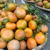L'orange «Bu», un produit agricole clé du district de Huong Son (Ha Tinh)