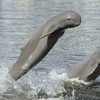 Le Cambodge choisit 4 zones à dauphins de l'Irrawaddy en vue d'un classement par l'UNESCO