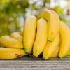 Les Philippines risquent de perdre dans la guerre d'exportation de bananes