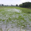 Ca Mau: de nombreux hectares de riz et de légumes endommagés par de fortes pluies prolongées
