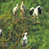 Parc ornithologique de Thung Nham, un site pour les amateurs d'oiseaux