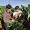 Dak Doa souhaite exporter son café organique