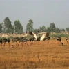 Les grues à tête rouge boudent le Vietnam