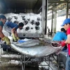 Les exportations de thon bondissent de 4 à 5 fois