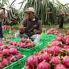 Les exportations nationales de fruits et légumes ont doublé en janvier