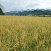 Le riz gluant de Muong Và