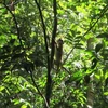 Binh Phuoc: quatre animaux sauvages relâchés dans le Parc national de Bu Gia Map