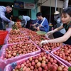 Bac Giang: De nombreuses entreprises se sont engagées à vendre des litchis du district de Tan Yen