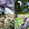 Quang Ninh: À la découverte de la faune de l'île de Ba Mùn