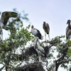 Des ONG appellent à la protection des oiseaux sauvages