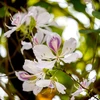 La fleur de bauhinie, l’ingrédient magique des Thai