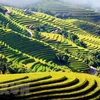 Un aperçu de Ha Giang à la saison des rizières dorées