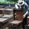 Le miel vietnamien soumis à une taxe antidumping américaine de plus de 400%