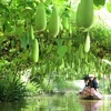 Dong Thap se concentre sur le développement de l'écotourisme et du tourisme agricole