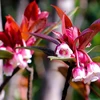 Beauté des fleurs de pêcher en forme de cloche dans la montagne de Ba Na à Da Nang