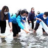 Quang Ninh lâche 2,3 millions d'alevins de poisson dans la baie de Bai Tu Long