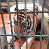 Renforcer le cadre légal pour la conservation du tigre au Vietnam