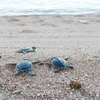 Parc national de Con Dao: Près de 123.000 bébés tortues relâchés dans la mer